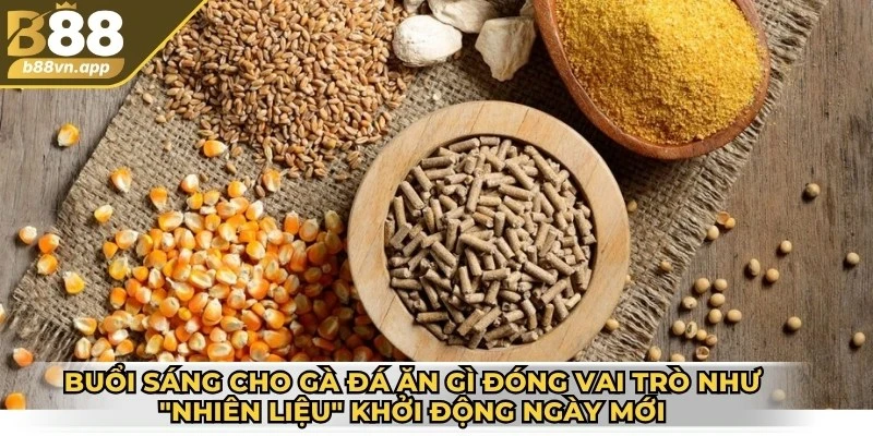 Buổi sáng cho gà đá ăn gì đóng vai trò như "nhiên liệu" khởi động ngày mới