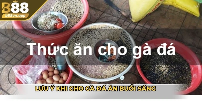 Lưu ý khi cho gà đá ăn buổi sáng