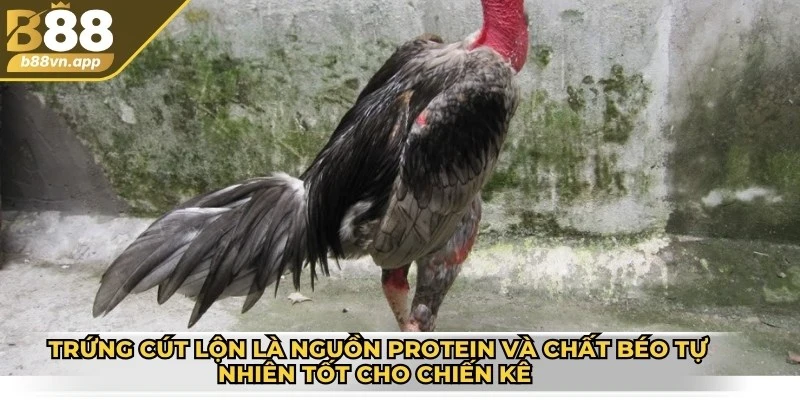 Trứng cút lộn là nguồn protein và chất béo tự nhiên tốt cho chiến kê vào buổi sáng