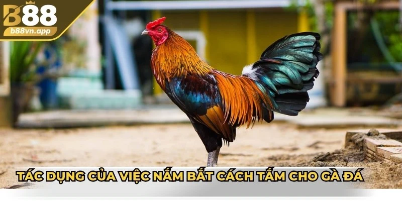 Tác dụng của việc nắm bắt cách tắm cho gà đá