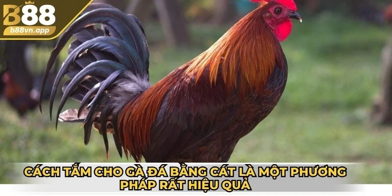 Cách tắm cho gà đá bằng cát là một phương pháp rất hiệu quả