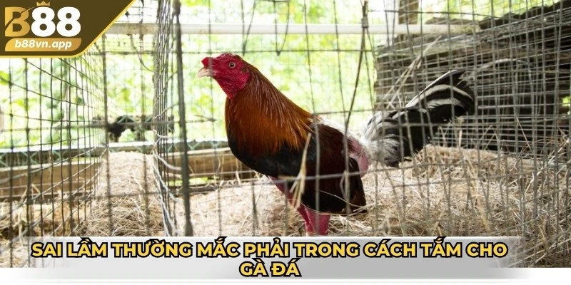 Sai lầm thường mắc phải trong cách tắm cho gà đá