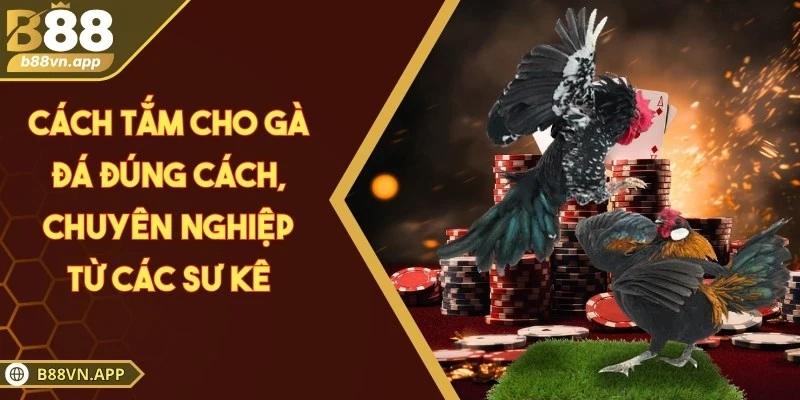 Cách tắm cho gà đá đúng cách, chuyên nghiệp từ các sư kê