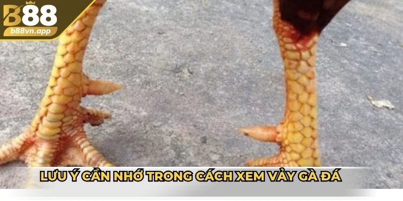 Lưu ý cần nhớ trong cách xem vảy gà đá