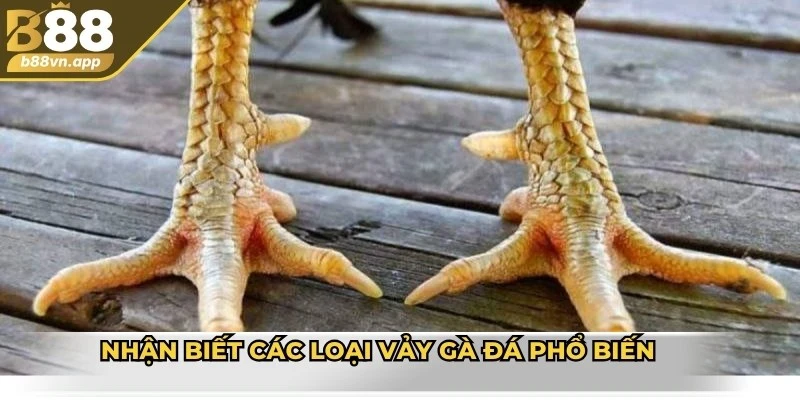 Nhận biết các loại vảy gà đá phổ biến