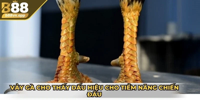 Vảy gà cho thấy dấu hiệu cho tiềm năng chiến đấu