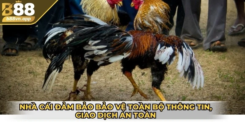 Nhà cái đảm bảo bảo vệ toàn bộ thông tin, giao dịch an toàn