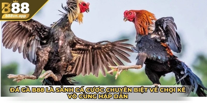 Đá gà B88 là sảnh cá cược chuyên biệt về chọi kê vô cùng hấp dẫn