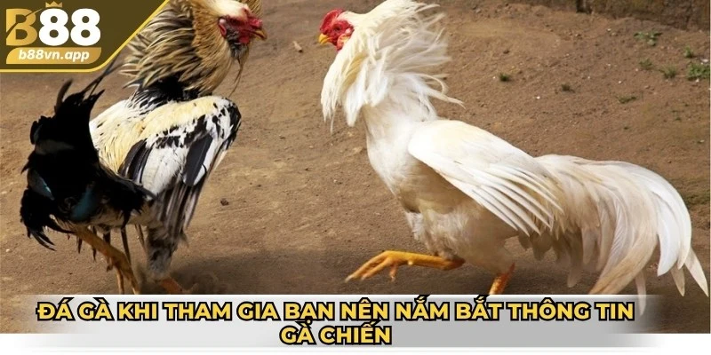 Đá gà khi tham gia bạn nên nắm bắt thông tin gà chiến