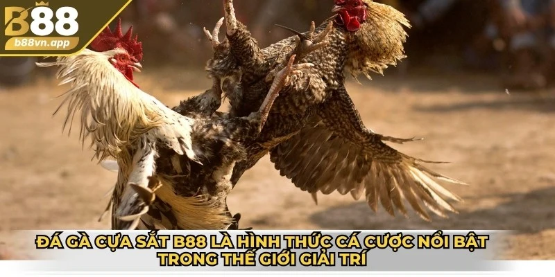 Đá gà cựa sắt B88 là hình thức cá cược nổi bật trong thế giới giải trí trực tuyến