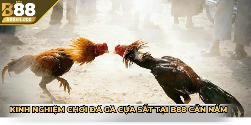 Kinh nghiệm chơi đá gà cựa sắt tại B88 cần nắm
