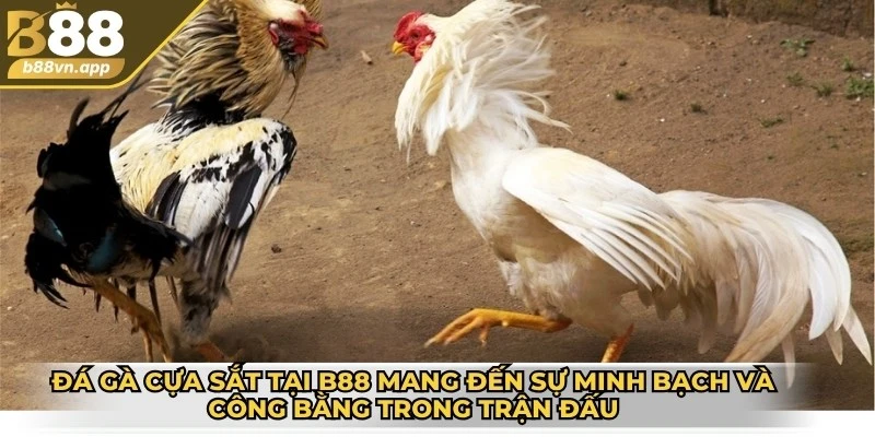 Đá gà cựa sắt tại B88 mang đến sự minh bạch và công bằng trong các trận đấu
