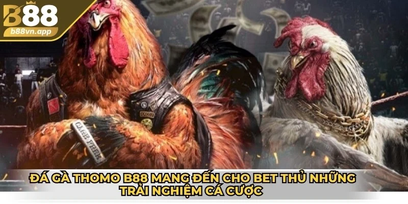 Đá gà Thomo B88 mang đến cho bet thủ những trải nghiệm cá cược tuyệt vời 