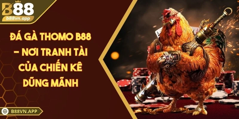 Đá gà Thomo B88 - Nơi tranh tatu của chiến kê dũng mãnh