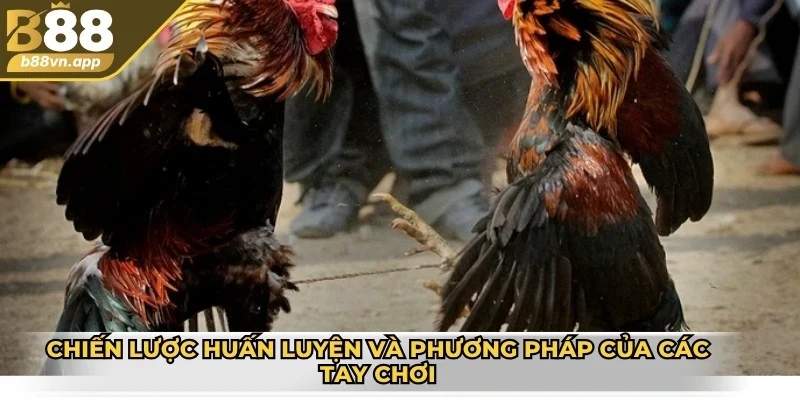 Chiến lược huấn luyện và phương pháp của các tay chơi