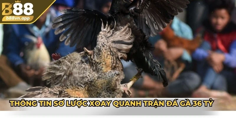 Thông tin sơ lược xoay quanh trận đá gà 36 tỷ
